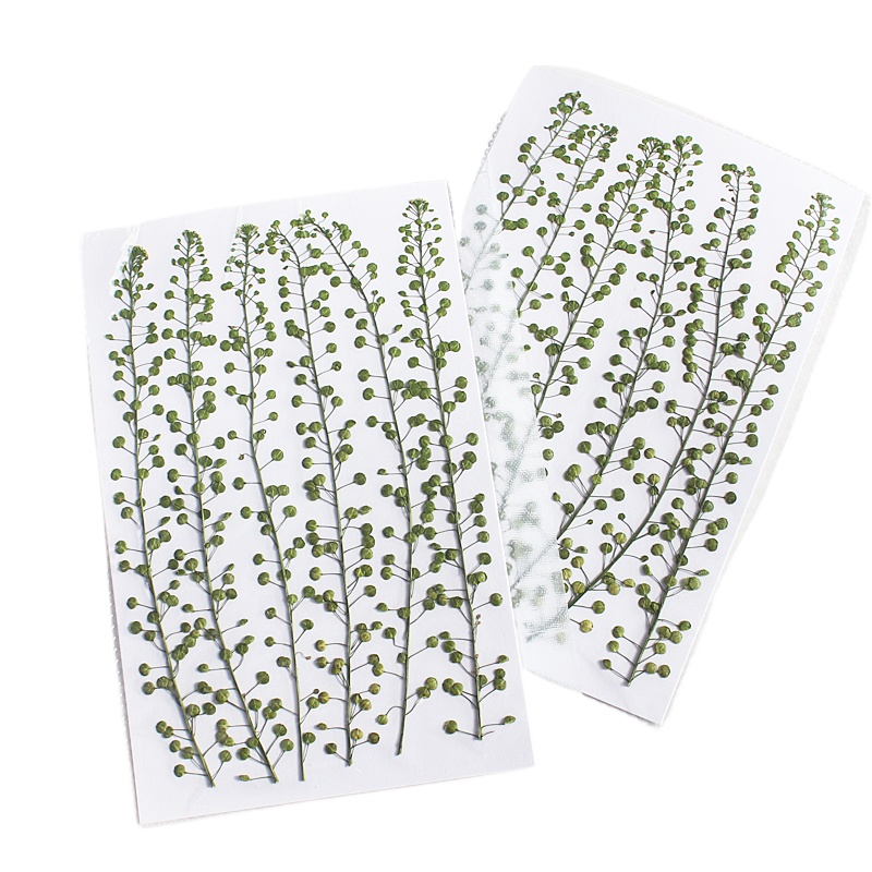 Natural Color Green Bell Grass - огляд і ціна Photo Frame Baby