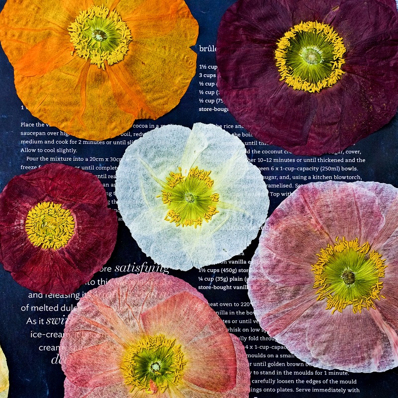 1pcs,Nature Field Poppy Presse - огляд і ціна Photo Frame Baby