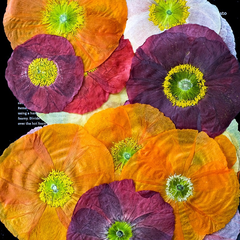 1pcs,Nature Field Poppy Presse - огляд і ціна Photo Frame Baby