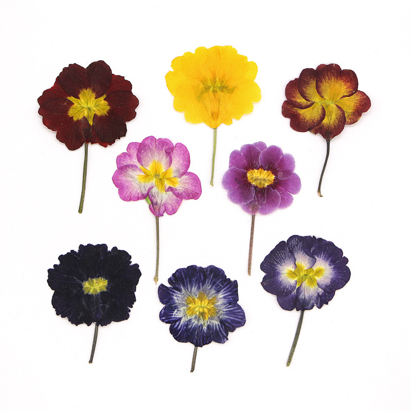 48Pcs European Primrose Teachi - огляд і ціна Photo Frame Baby